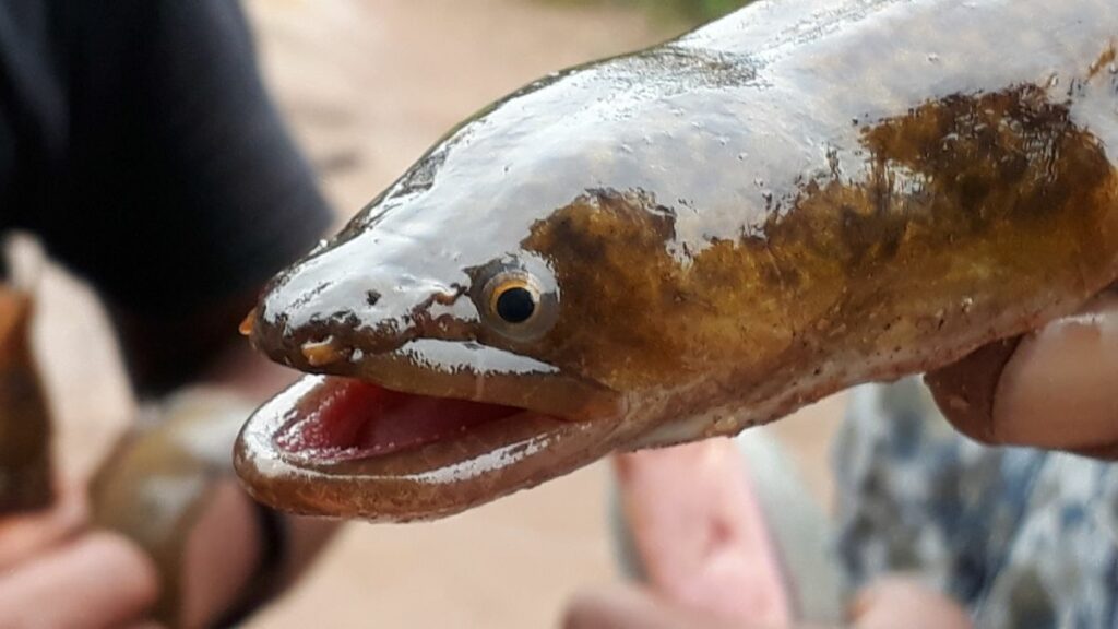 The Indian Mottled Eel