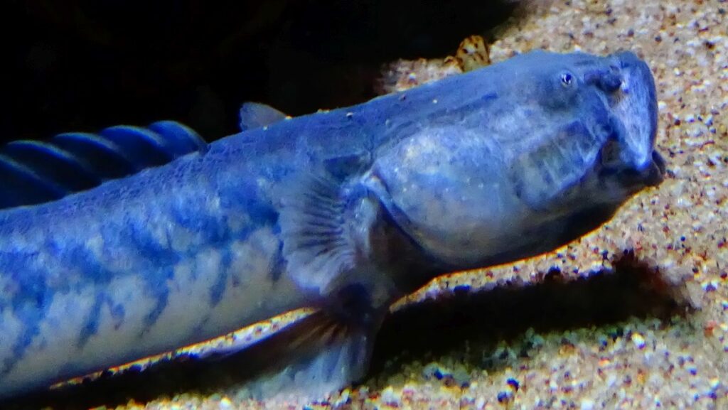 What Do Dragon Gobies Eat