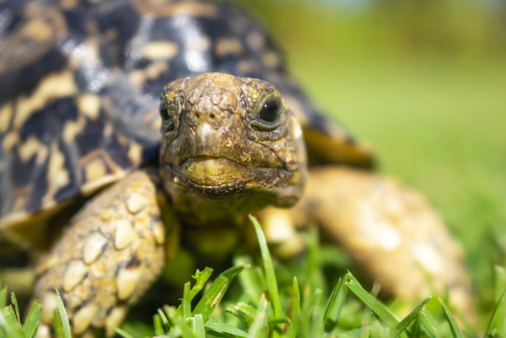 A Guide To Leopard Tortoise Care