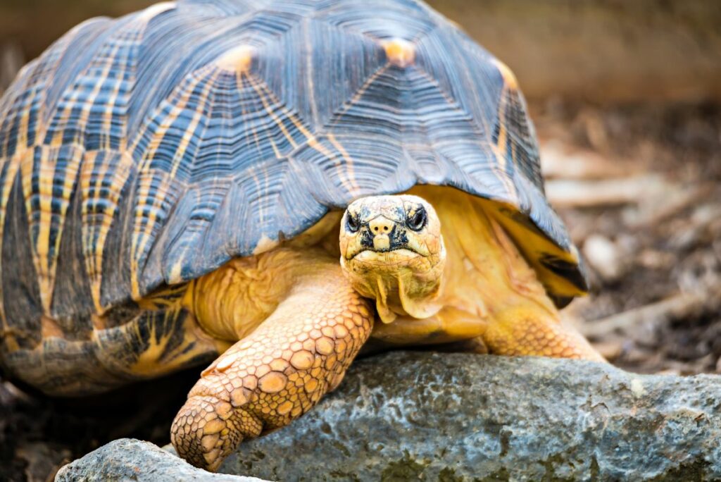 A Guide To Razorback Musk Turtle Care