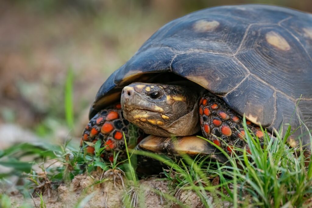 Albino Red Foot Tortoise