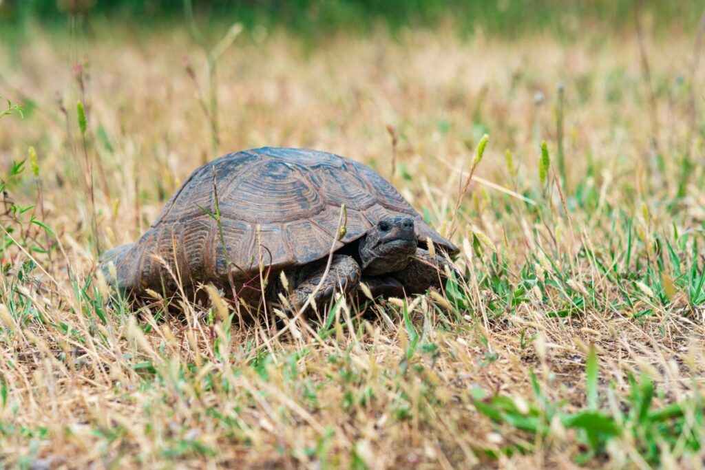 A Guide To Spur-Thighed Tortoise Care
