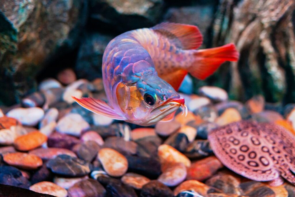 Arowana Fish Tank Mates