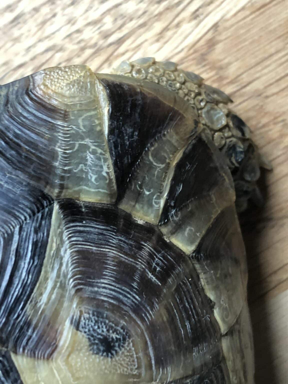 A Guide To Spur-Thighed Tortoise Care