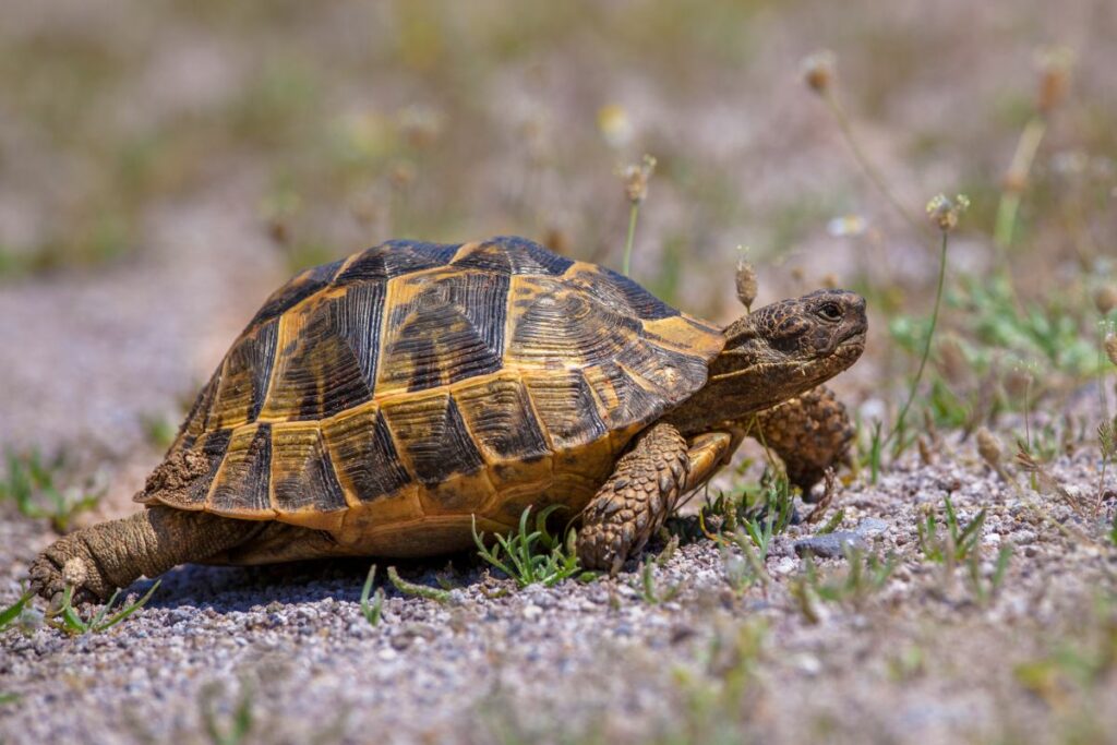 Greek Tortoise Subspecies