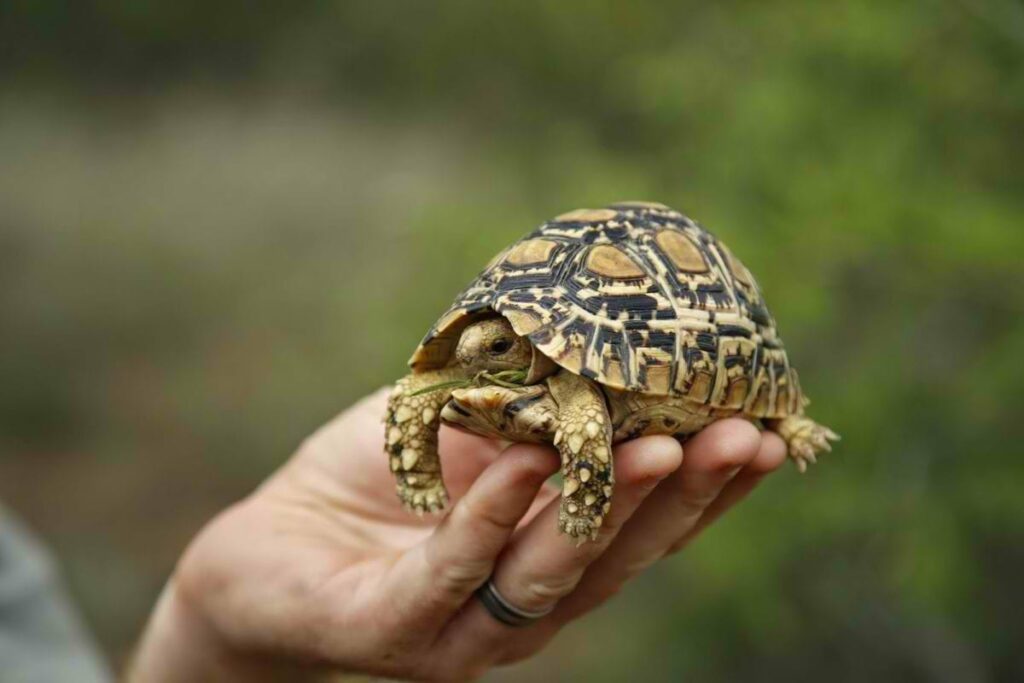 Leopard Tortoise Care