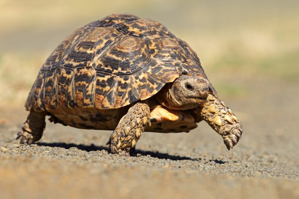 Leopard Tortoise Habitat