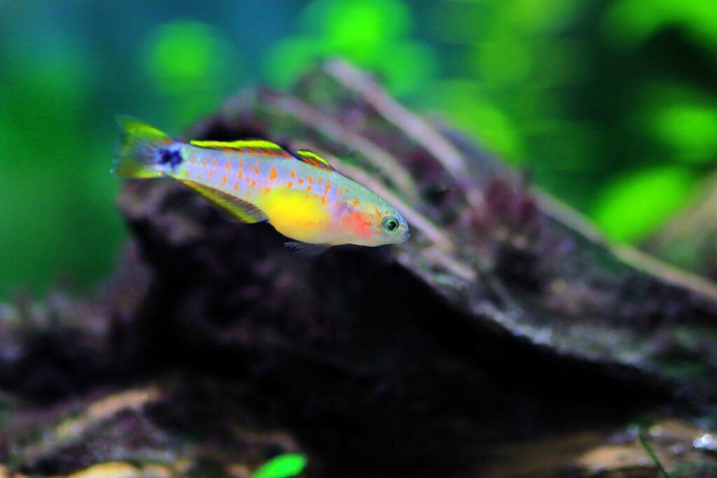 Peacock Gudgeon