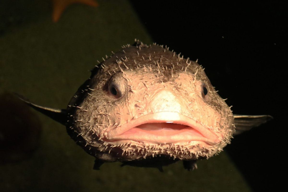 The Blobfish: 5 Facts About the Ocean's Ugliest Mug - 30A