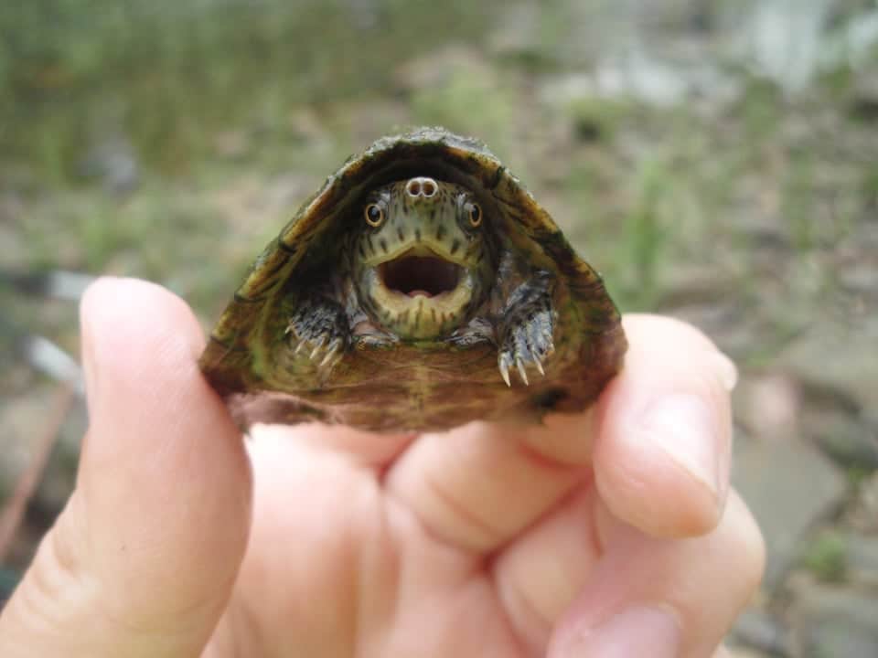 Razorback Musk Turtle Care, In A Nutshell 