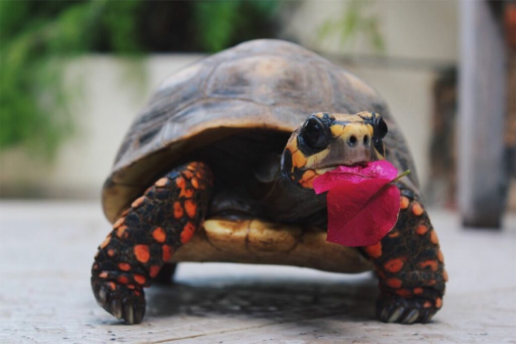 Red-Footed Tortoise Diet