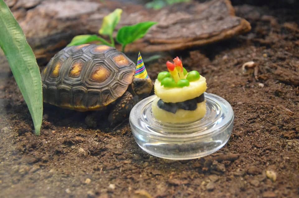 Red-Footed Tortoise Enclosure