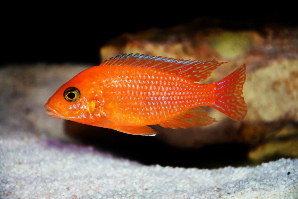 Red Zebra Cichlid Species Profile