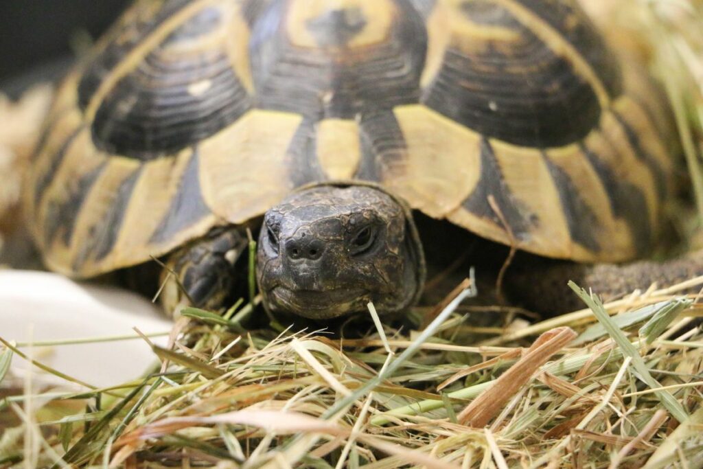 Spur-Thighed Greek Tortoise Care