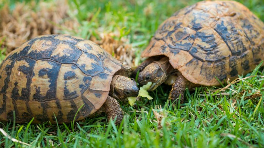 What Do Greek Tortoises Eat