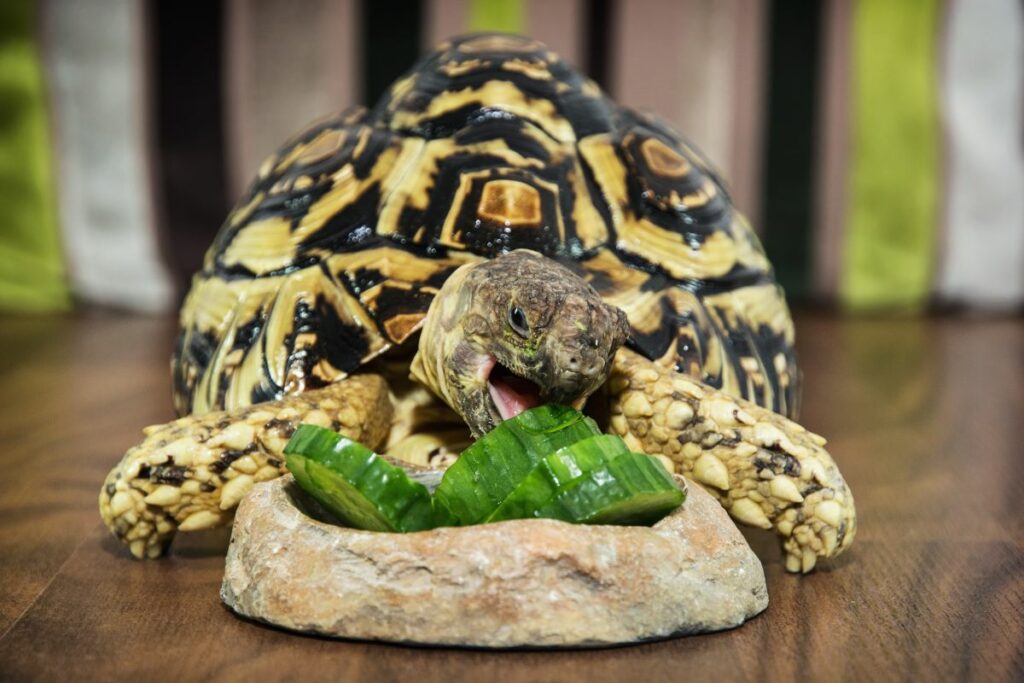 What Do Leopard Tortoises Eat In Captivity