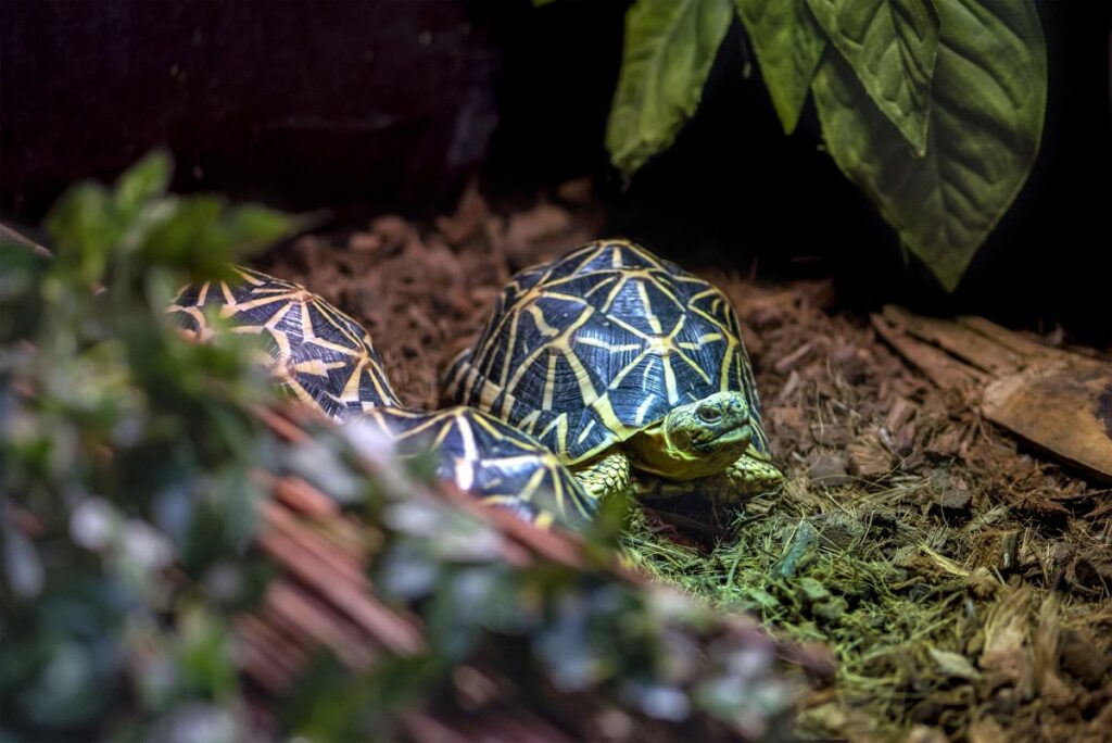 A Guide To Indian Star Tortoise Care
