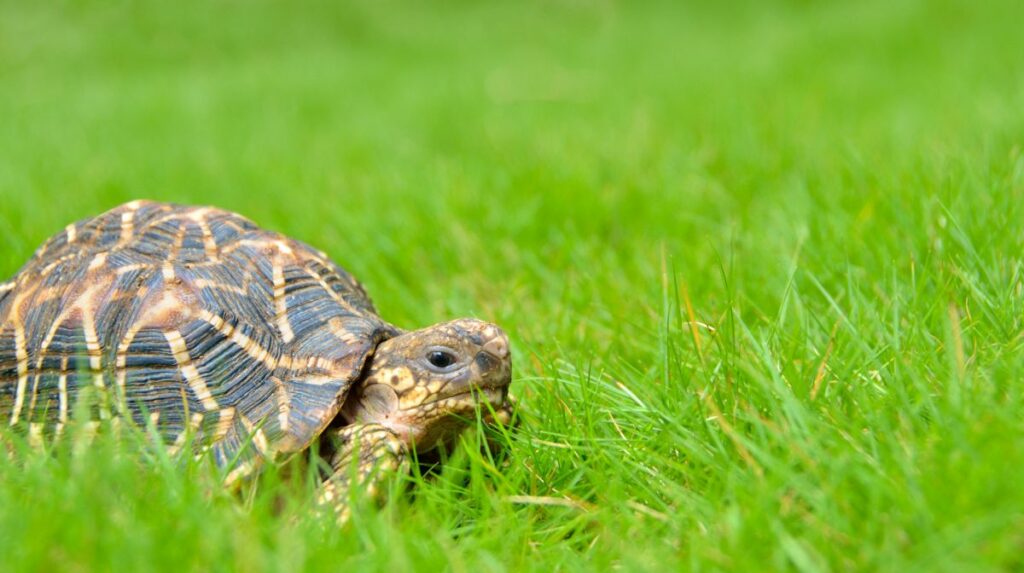 Indian Star Tortoise Care, In A Nutshell 