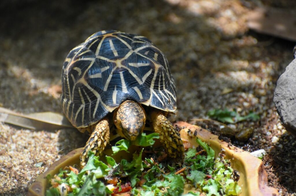 Indian Star Turtle Care