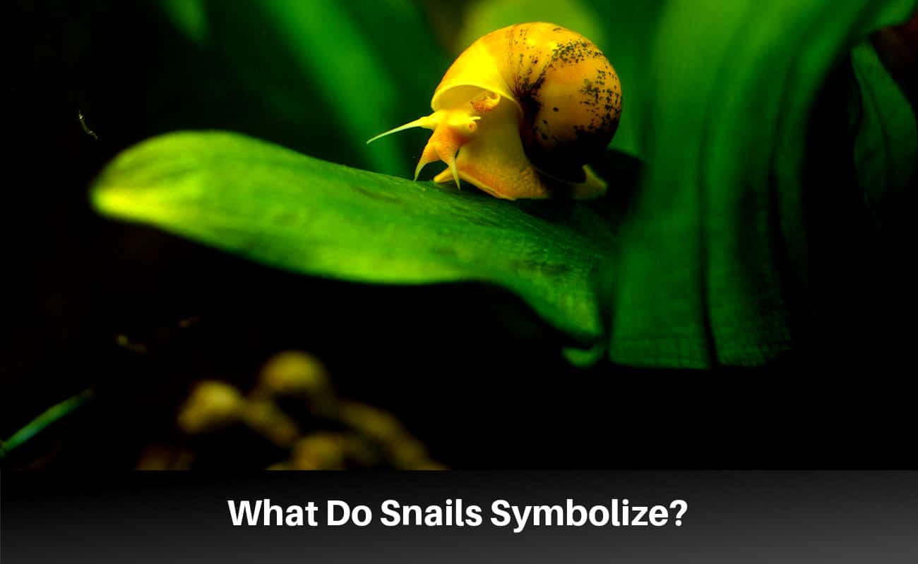 Snail Symbolism and Spiritual Meanings