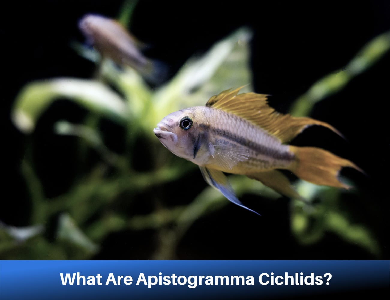 A Guide To Apistogramma Cichlid Care
