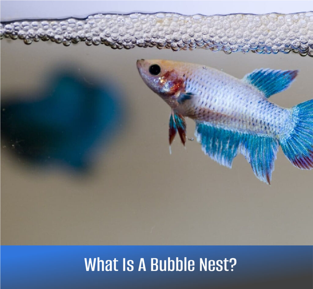 What Is A Bubble Nest & What Do They Mean?