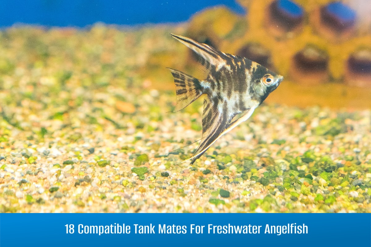 18 Compatible Tank Mates For Freshwater Angelfish 18 Compatible Tank Mates For Freshwater Angelfish