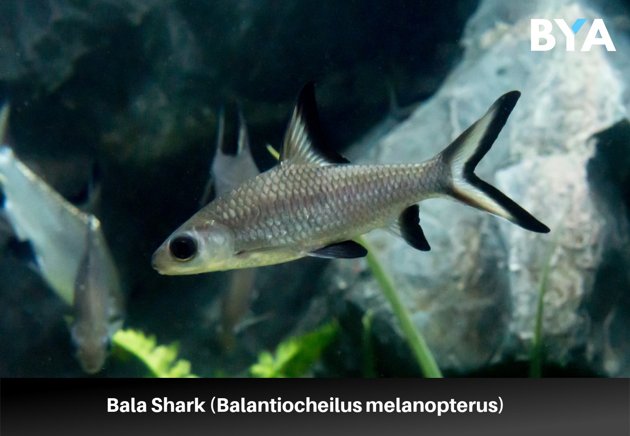 Bala Shark (Balantiocheilus melanopterus)