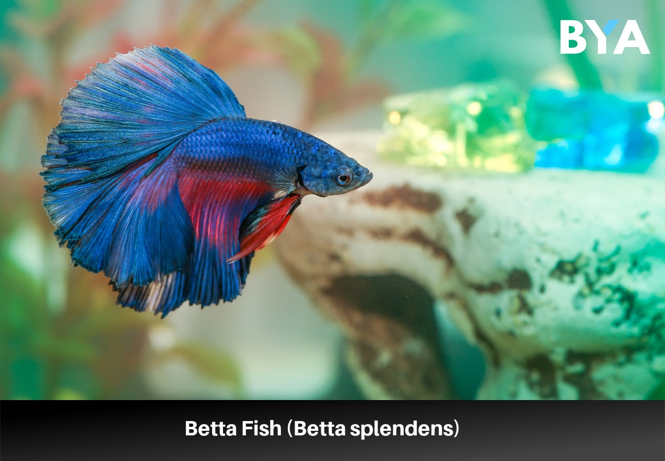 Betta Fish (Betta splendens) 