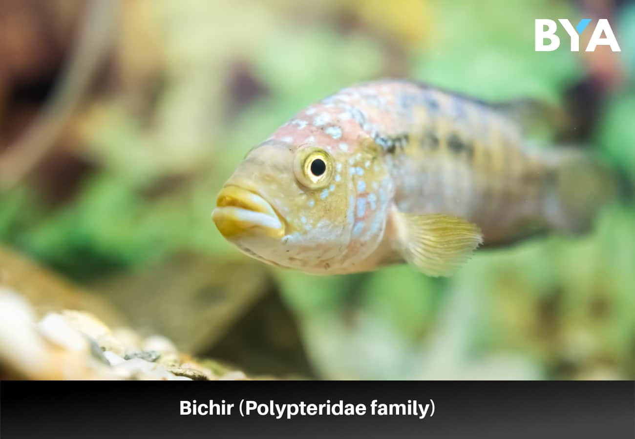 Bichir (Polypteridae family)