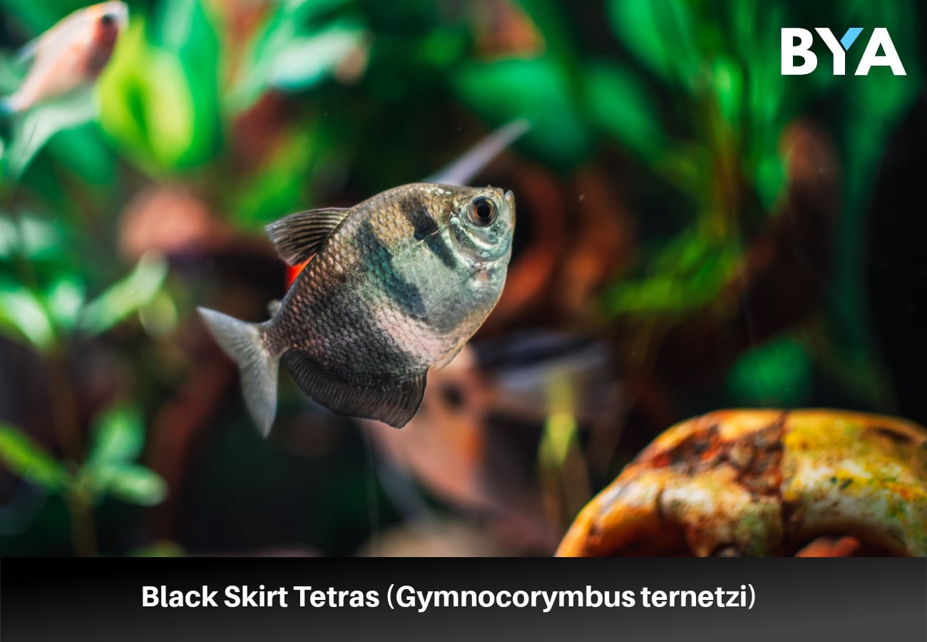 Black Skirt Tetras (Gymnocorymbus ternetzi) 