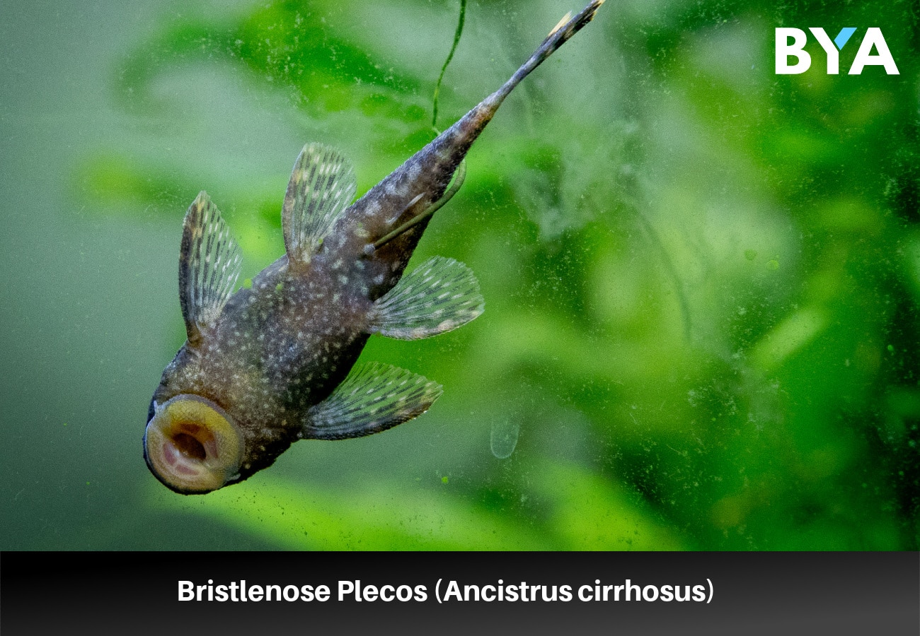 Bristlenose Plecos (Ancistrus cirrhosus)