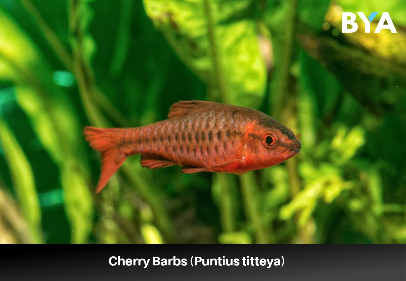 Cherry Barbs (Puntius titteya) 