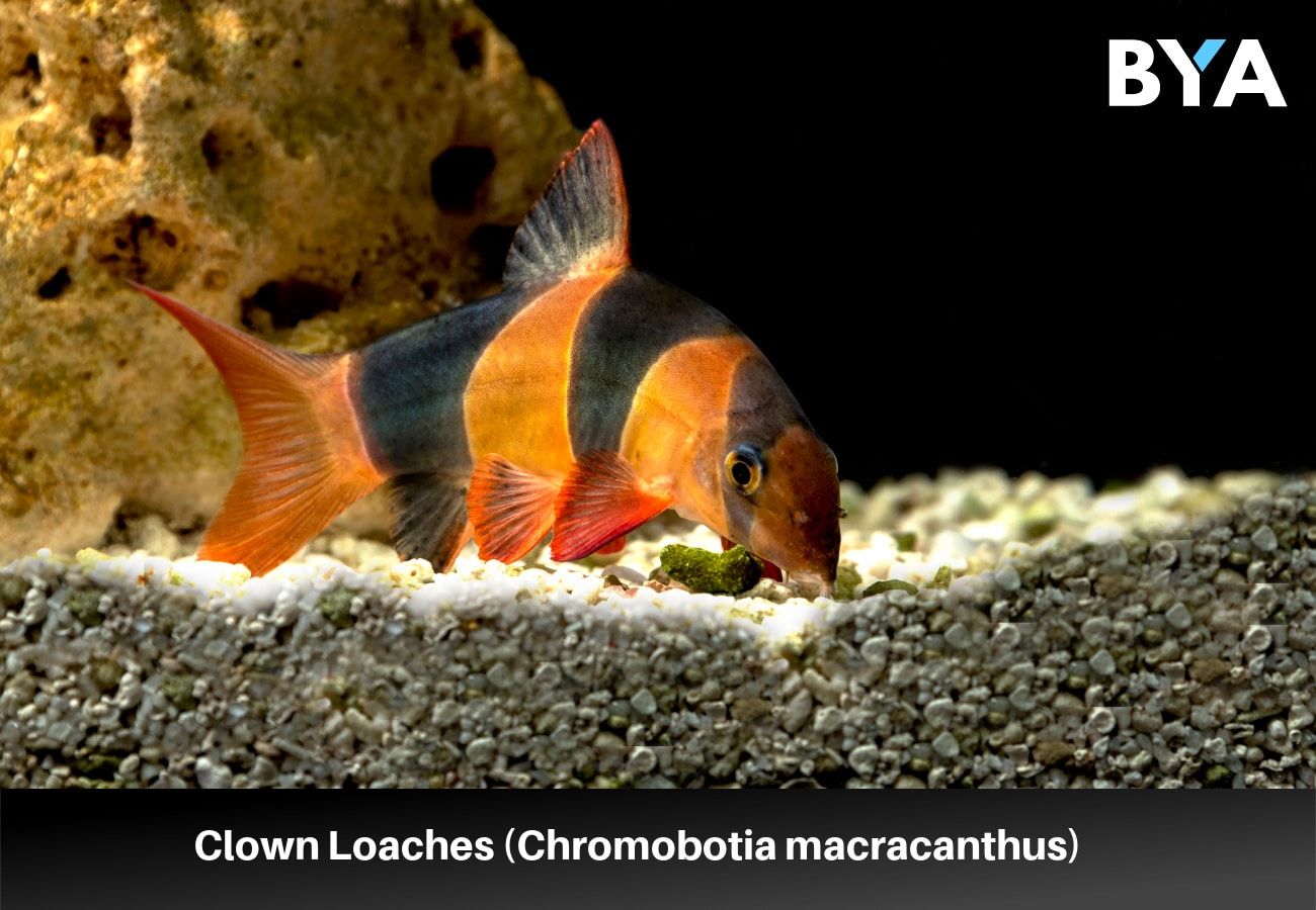 Chromobotia macracanthus