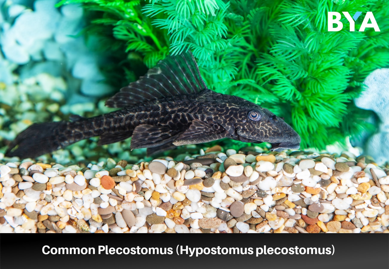 Common Plecostomus (Hypostomus plecostomus)