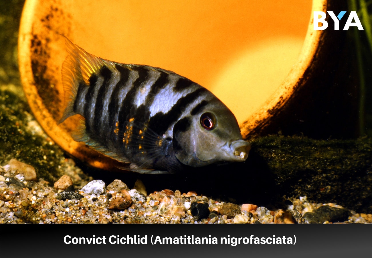 Convict Cichlid (Amatitlania nigrofasciata)