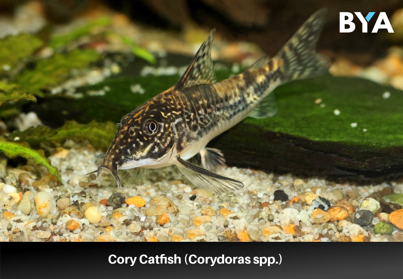 Cory Catfish (Corydoras spp.)
