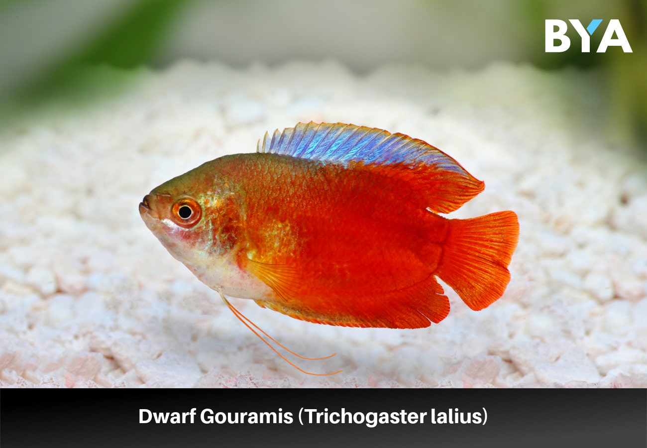 Dwarf Gouramis (Trichogaster lalius)