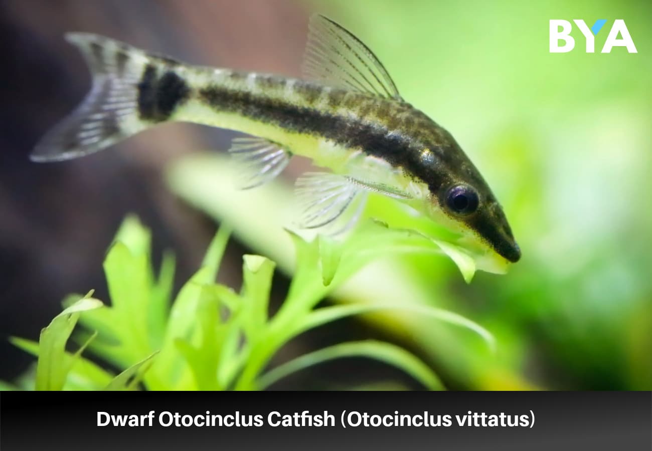 Dwarf Otocinclus Catfish (Otocinclus vittatus) 