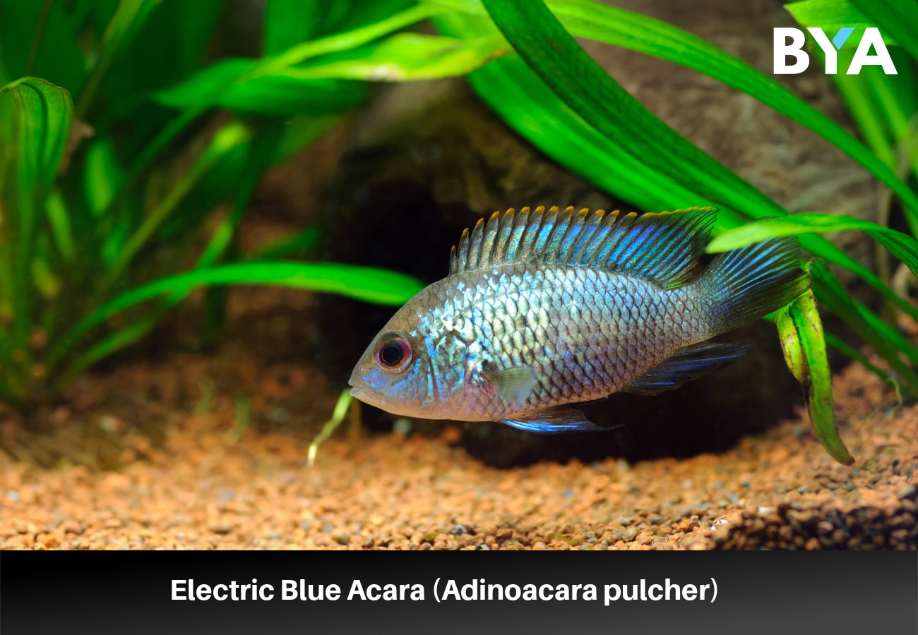 Electric Blue Acara (Adinoacara pulcher)