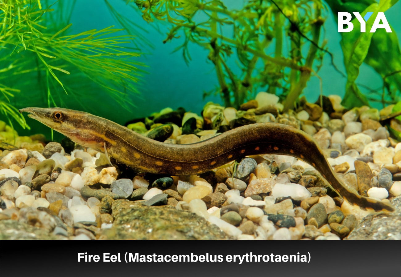 Fire Eel (Mastacembelus erythrotaenia)