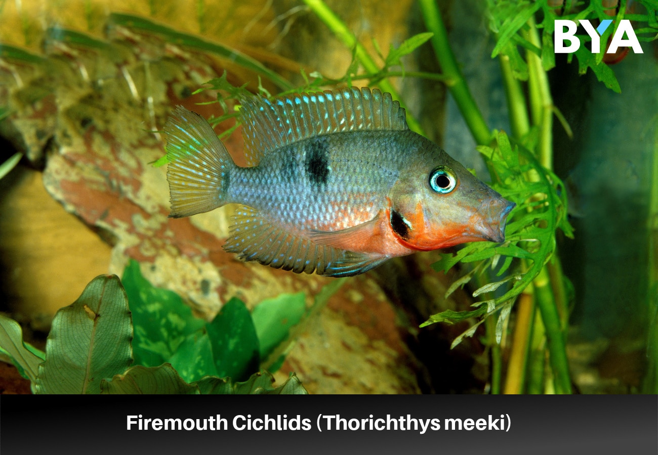 Firemouth Cichlids (Thorichthys meeki)