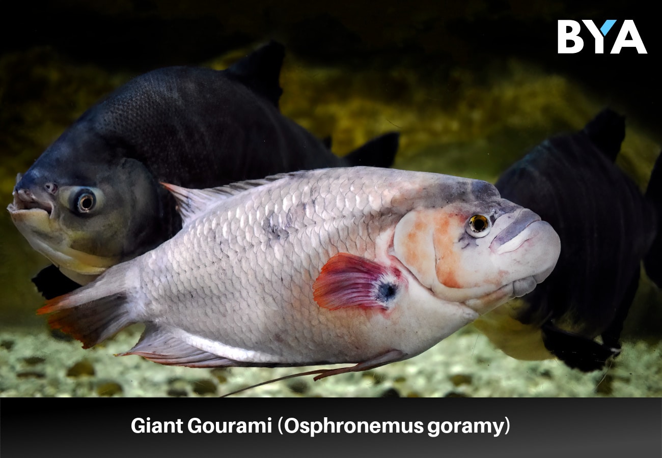 Giant Gourami (Osphronemus goramy)