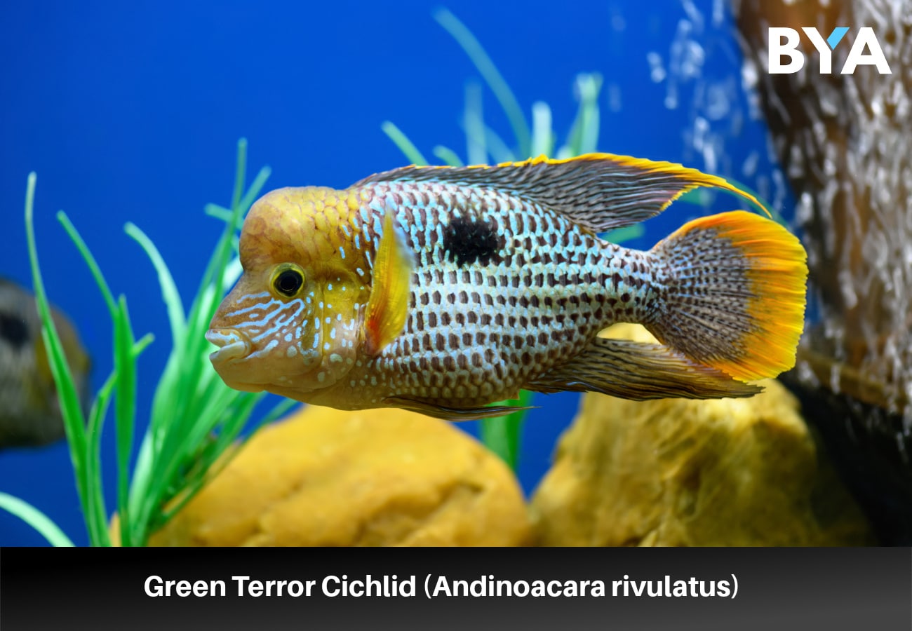 Green Terror Cichlid (Andinoacara rivulatus)