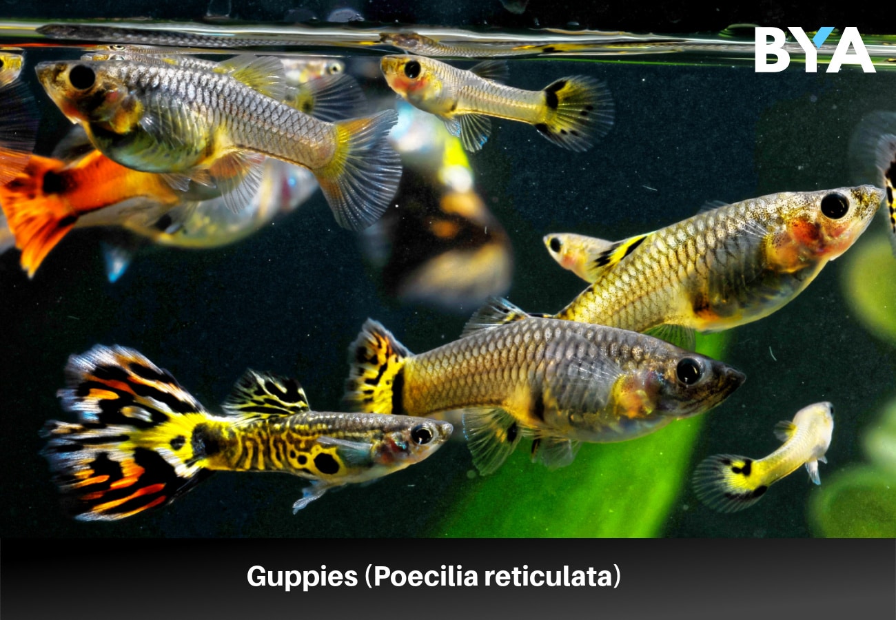 Guppies (Poecilia reticulata)