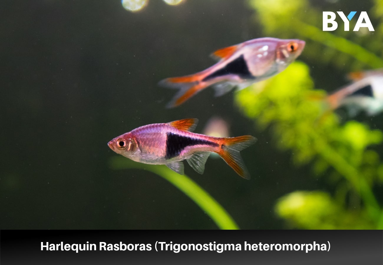 Harlequin Rasboras (Trigonostigma heteromorpha) 
