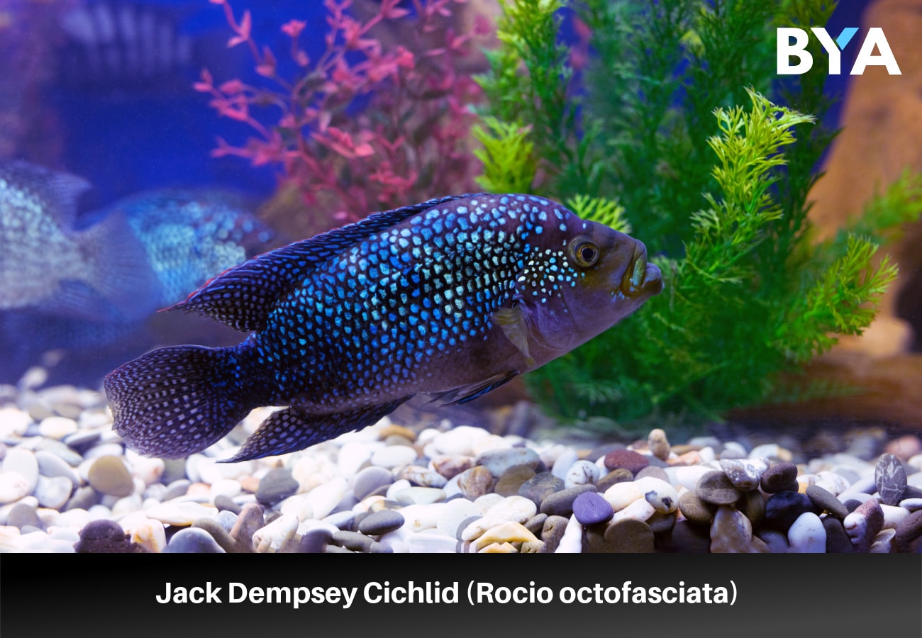 Jack Dempsey Cichlid (Rocio octofasciata)