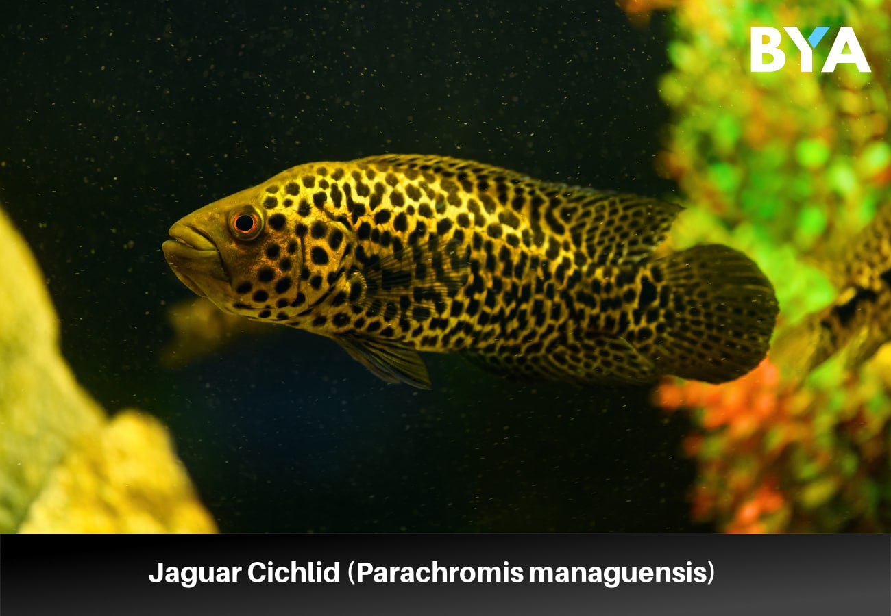 Jaguar Cichlid (Parachromis managuensis)