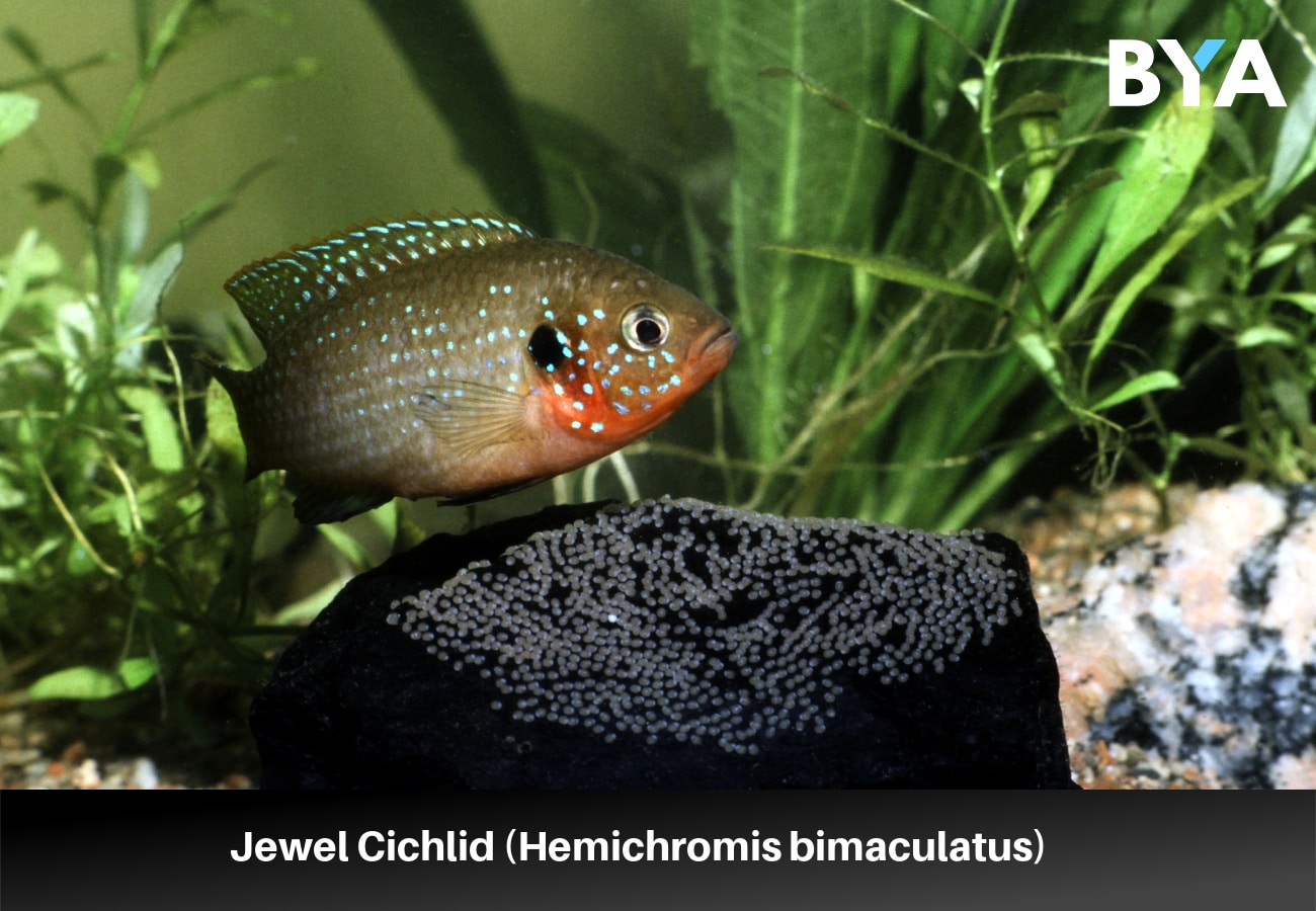 Jewel Cichlid (Hemichromis bimaculatus)