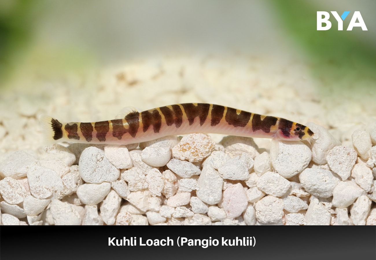 Kuhli Loach (Pangio kuhlii) 